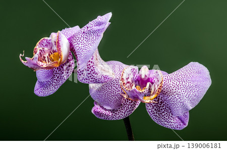 Vibrant Spotted Purple Phalaenopsis Orchid Flowers With Fresh Dew Droplets 139006181
