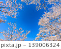 背景素材　満開の桜と青空　霞ヶ城公園　日本さくら名所100選 139006324