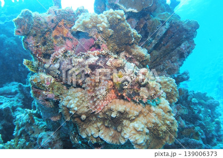 珊瑚礁に隠れ、擬態するオニカサゴ　水中写真 139006373