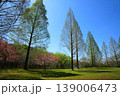 滋賀県日野川ダムの湖畔に咲く八重桜 139006473