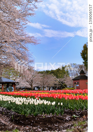 埼玉県深谷市アクアパラダイス　パティオ　朝の青空とチューリップ 139006557