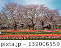 埼玉県深谷市アクアパラダイス　パティオ　朝の青空とチューリップ 139006559
