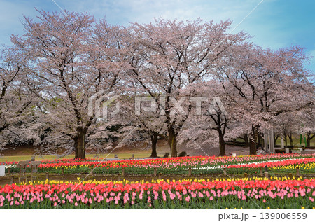 埼玉県深谷市アクアパラダイス　パティオ　朝の青空とチューリップ 139006559