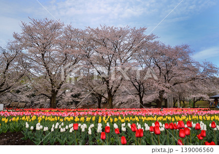 埼玉県深谷市アクアパラダイス　パティオ　朝の青空とチューリップ 139006560