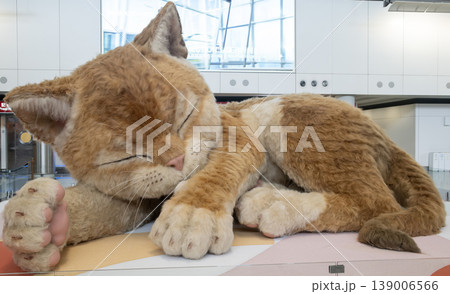An 8-meter (26 ft) long interactive ginger cat sculpture is on display at Hong Kong International Airport An 8-meter (26 ft) long interactive ginger cat sculpture is on display at Hong Kong International Airport 139006566