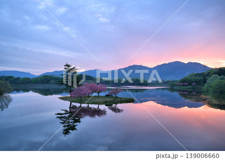 滋賀県日野川ダムの”浮島の八重桜”と朝焼け 滋賀県日野川ダムの”浮島の八重桜”と朝焼け 139006660