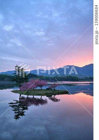 滋賀県日野川ダムの”浮島の八重桜”と朝焼け 滋賀県日野川ダムの”浮島の八重桜”と朝焼け 139006684