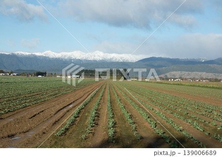 Winter Fields of Vegetables 139006689
