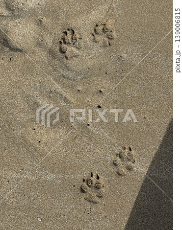 Dog paw prints on sandy beach suggesting pet activity and outdoor adventure concept background Dog paw prints on sandy beach suggesting pet activity and outdoor adventure concept background 139006815