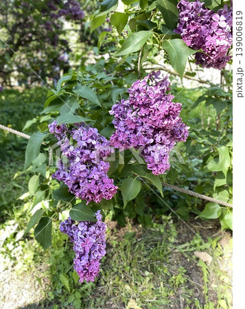 Lilac flowers blooming on a leafy branch in sunlight, with a green garden background Lilac flowers blooming on a leafy branch in sunlight, with a green garden background 139006819