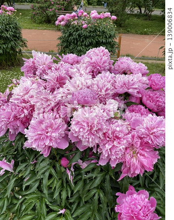 Pink peonies blooming abundantly in a garden setting with lush green leaves 139006834