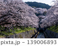 琵琶湖疎水の満開のソメイヨシノ 139006893