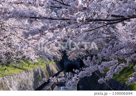 琵琶湖疎水の満開に咲き乱れる桜 琵琶湖疎水の満開に咲き乱れる桜 139006894