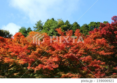 比叡山の紅葉 139006921