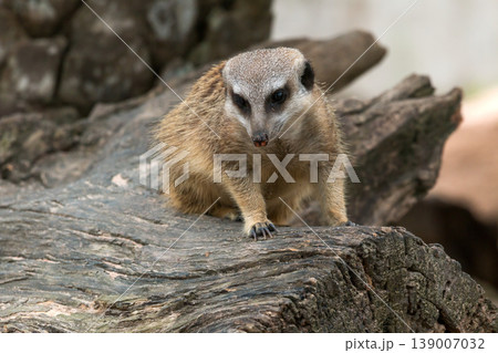 Meerkat sitting on wooden log looking alert, small mammal wildlife in natural habitat, showcasing animal behavior, curiosity and survival instinct in outdoor environment nature photography Meerkat sitting on wooden log looking alert, small mammal wildlife in natural habitat, showcasing animal behavior, curiosity and survival instinct in outdoor environment nature photography 139007032