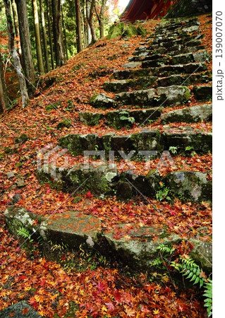 比叡山の紅葉の落ち葉 比叡山の紅葉の落ち葉 139007070