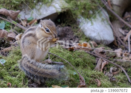 木の実を食べる野生のシマリス・苔むした森の中で食事をする愛らしい姿 木の実を食べる野生のシマリス・苔むした森の中で食事をする愛らしい姿 139007072