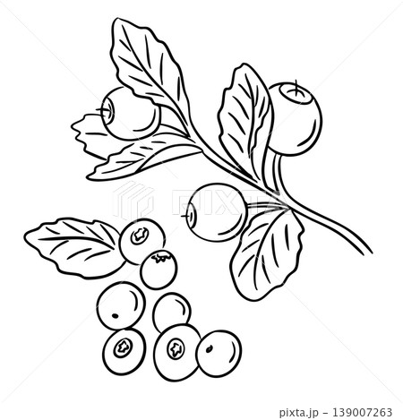 Illustration of a blueberry branch with ripe fruit and leaves, accompanied by a cluster of blueberries on a plain white background 139007263