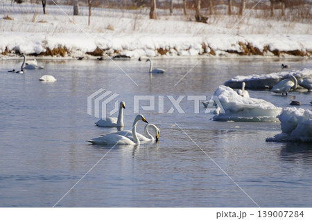 白鳥の湖 白鳥の湖 139007284