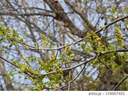 モミジバフウの花芽と若葉・2026年4月 139007401