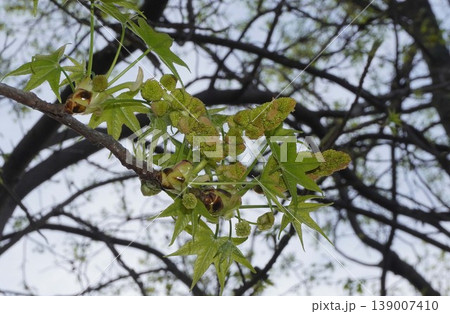 モミジバフウの花芽と若葉・2026年4月 139007410