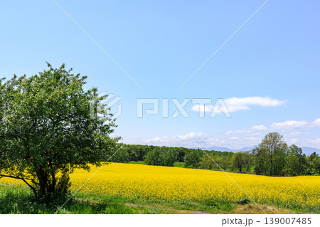 北海道滝川市、満開の菜の花畑【5月】 北海道滝川市、満開の菜の花畑【5月】 139007485
