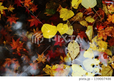 比叡山の紅葉の落ち葉 比叡山の紅葉の落ち葉 139007486