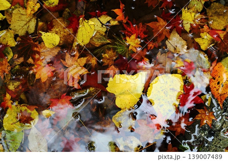 比叡山の紅葉の落ち葉 139007489