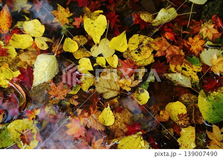 比叡山の紅葉の落ち葉 139007490