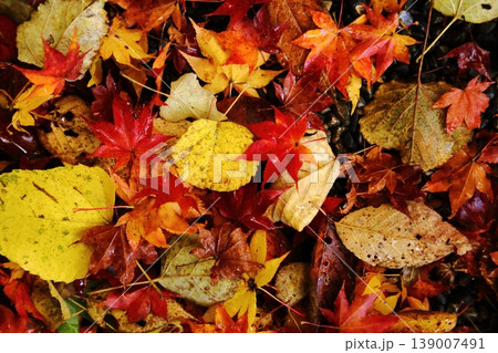 比叡山の紅葉の落ち葉 139007491
