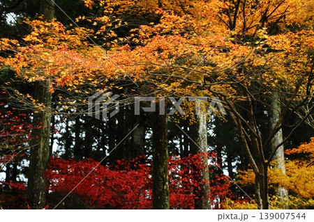 比叡山の紅葉 比叡山の紅葉 139007544