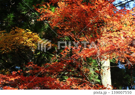 比叡山の紅葉 比叡山の紅葉 139007550