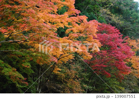 比叡山の紅葉 139007551
