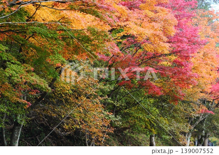 比叡山の紅葉 比叡山の紅葉 139007552