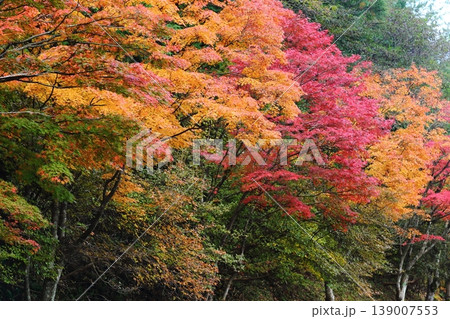 比叡山の紅葉 139007553