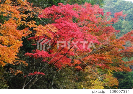 比叡山の紅葉 比叡山の紅葉 139007554
