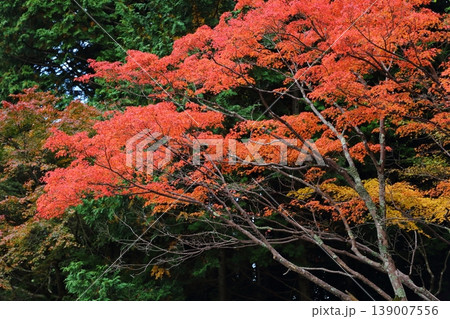比叡山の紅葉 比叡山の紅葉 139007556
