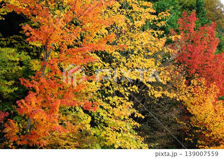 比叡山の紅葉 比叡山の紅葉 139007559