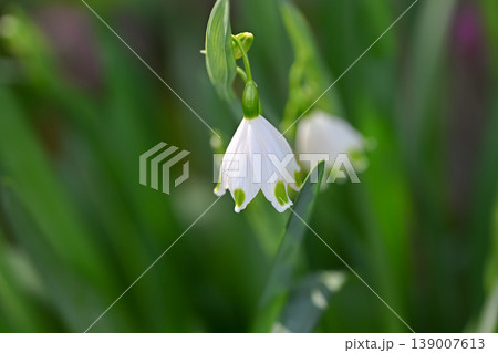 スノーフレークの花 スノーフレークの花 139007613
