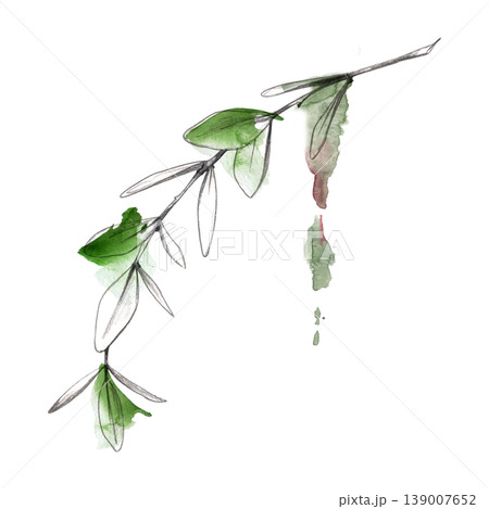 Delicate curved botanical branch with green watercolor leaves and pencil sketch detail. Botanical hand drawn illustration, packaging, branding, editorial design, nature themes, decorative elements. 139007652