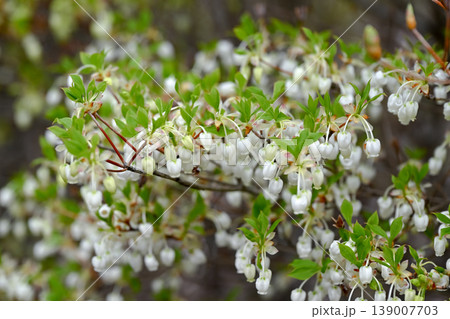 ドウダンツツジの花 ドウダンツツジの花 139007703
