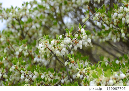 ドウダンツツジの花 ドウダンツツジの花 139007705
