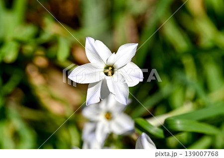 ハナニラの花 139007768