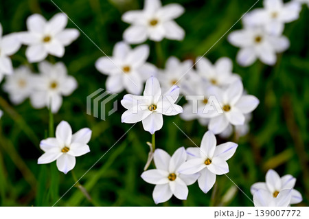ハナニラの花 139007772