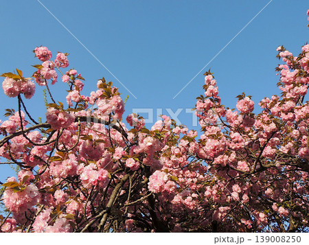 八重桜 関山 八重桜 関山 139008250