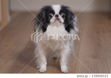 可愛い狆の室内ポートレート 日本犬 companion dog black and white do 可愛い狆の室内ポートレート 日本犬 companion dog black and white do 139008325