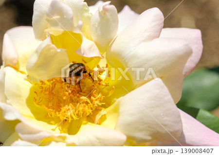 バラの花の中で花粉を集めるハナムグリ バラの花の中で花粉を集めるハナムグリ 139008407