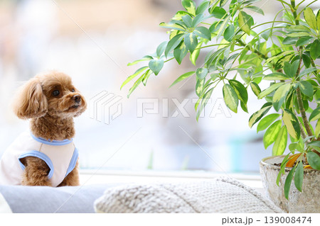 モデルの様に撮影されているトイ・プードル 139008474