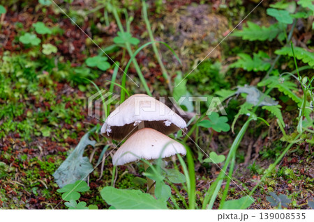 苔むした地面に寄り添って生える二つの野生のキノコ 苔むした地面に寄り添って生える二つの野生のキノコ 139008535