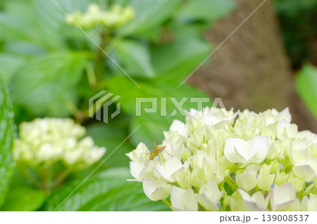 初夏の訪れを告げる咲き始めの白い紫陽花と小さな蜘蛛 139008537